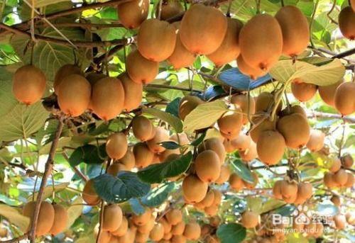 桃种植视频,从播种到收获